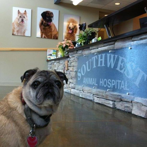 southwest-animal-hospital